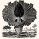 Image for article titled Penis panic and the mysterious case of the retracting phallus